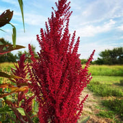 Red Garnet Amaranthus Seeds