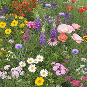 Wildflower Mix Seeds - Assorted Seeds