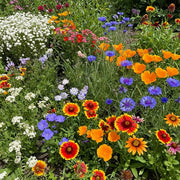 Pollinator Mix Wildflower Seeds