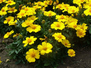 French Disco Yellow Marigold Seeds