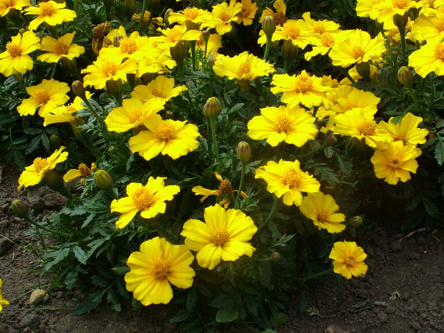 French Disco Yellow Marigold Seeds