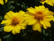 French Disco Yellow Marigold Seeds