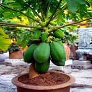 Tree Seeds, Carica papaya Fruit Seeds