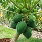 Tree Seeds, Carica papaya Fruit Seeds