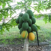 Tree Seeds, Carica papaya Fruit Seeds