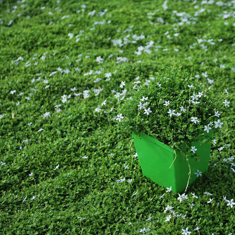 Walkable Ground Cover Seeds