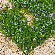 Walkable Ground Cover Seeds