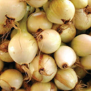 Borettana Cipollini Onion Seeds