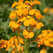 Orange Siberian Wallflower Seeds
