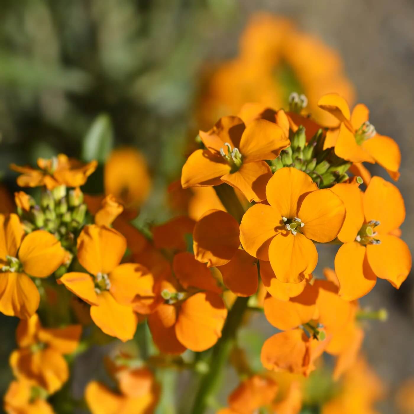 Orange Siberian Wallflower Seeds