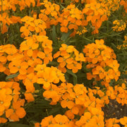 Orange Siberian Wallflower Seeds