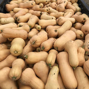 Waltham Butternut Squash Seeds