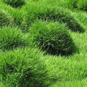 Warm Season Grass Seeds - Flower Plant