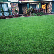 Warm Season Grass Seeds - Flower Plant