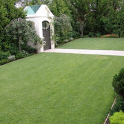 Warm Season Grass Seeds - Flower Plant