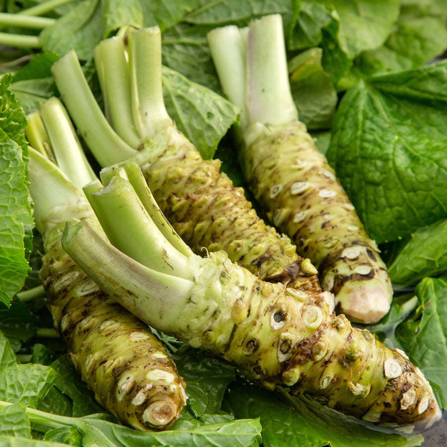 Wasabi Seeds