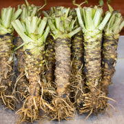 Wasabi Seeds