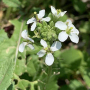 White Diplotaxis Wasabi Seeds