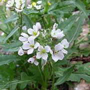 White Diplotaxis Wasabi Seeds