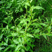 Water Pepper Seeds - Herbal Seeds