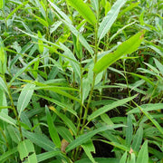 Water Pepper Seeds - Herbal Seeds
