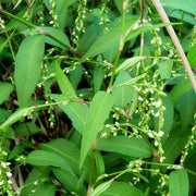 Water Pepper Seeds - Herbal Seeds