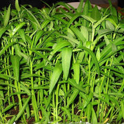 Water Spinach Seeds - Ipomoea aquatica Vegetable Seeds