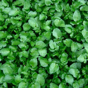 Watercress Seeds - Herbal Plant For Home Gardens Seeds