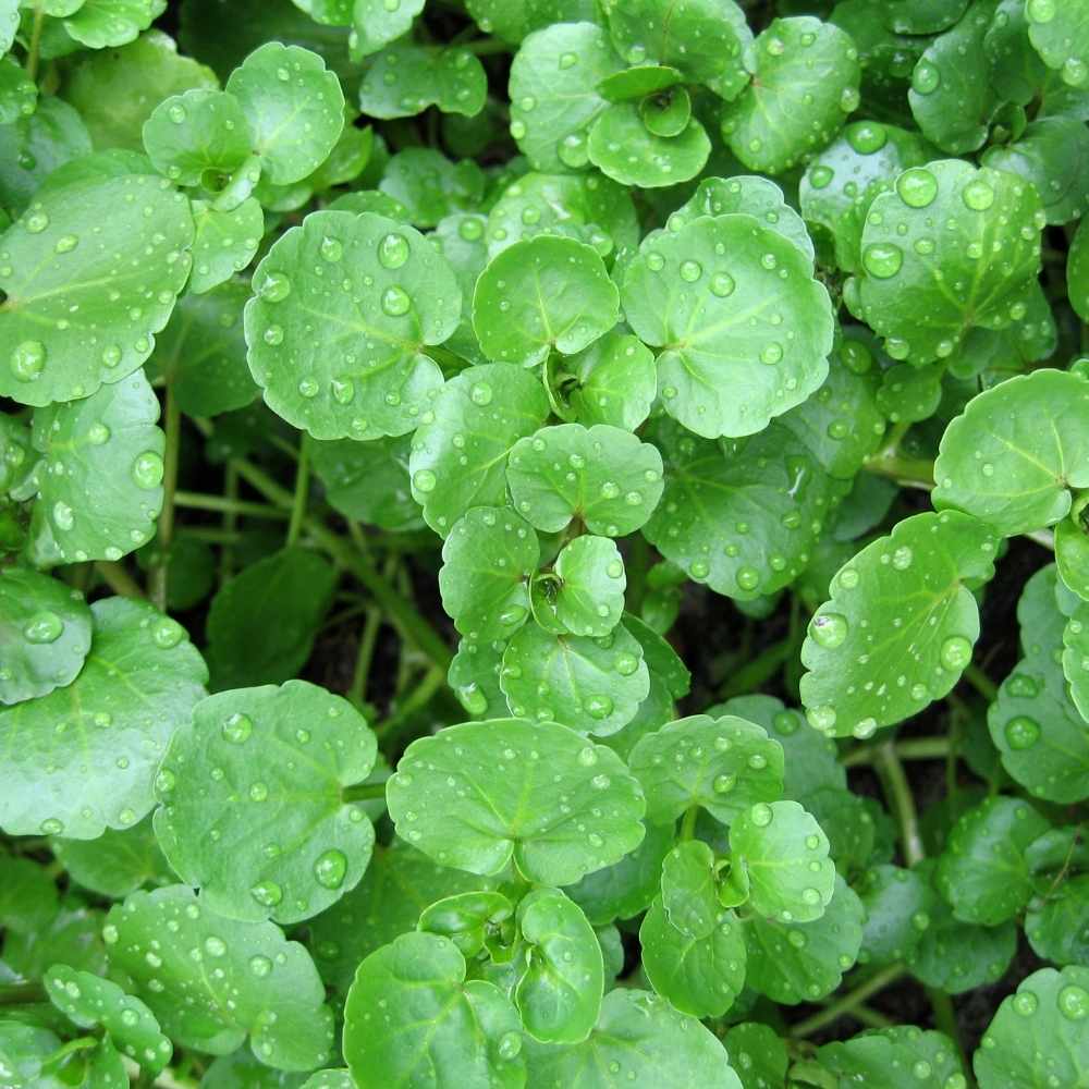 Watercress Seeds - Herbal Plant For Home Gardens Seeds