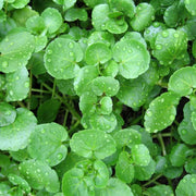 Watercress Seeds - Herbal Plant For Home Gardens Seeds