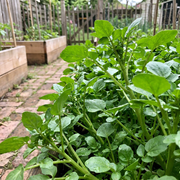 Watercress Seeds – Nasturtium officinale
