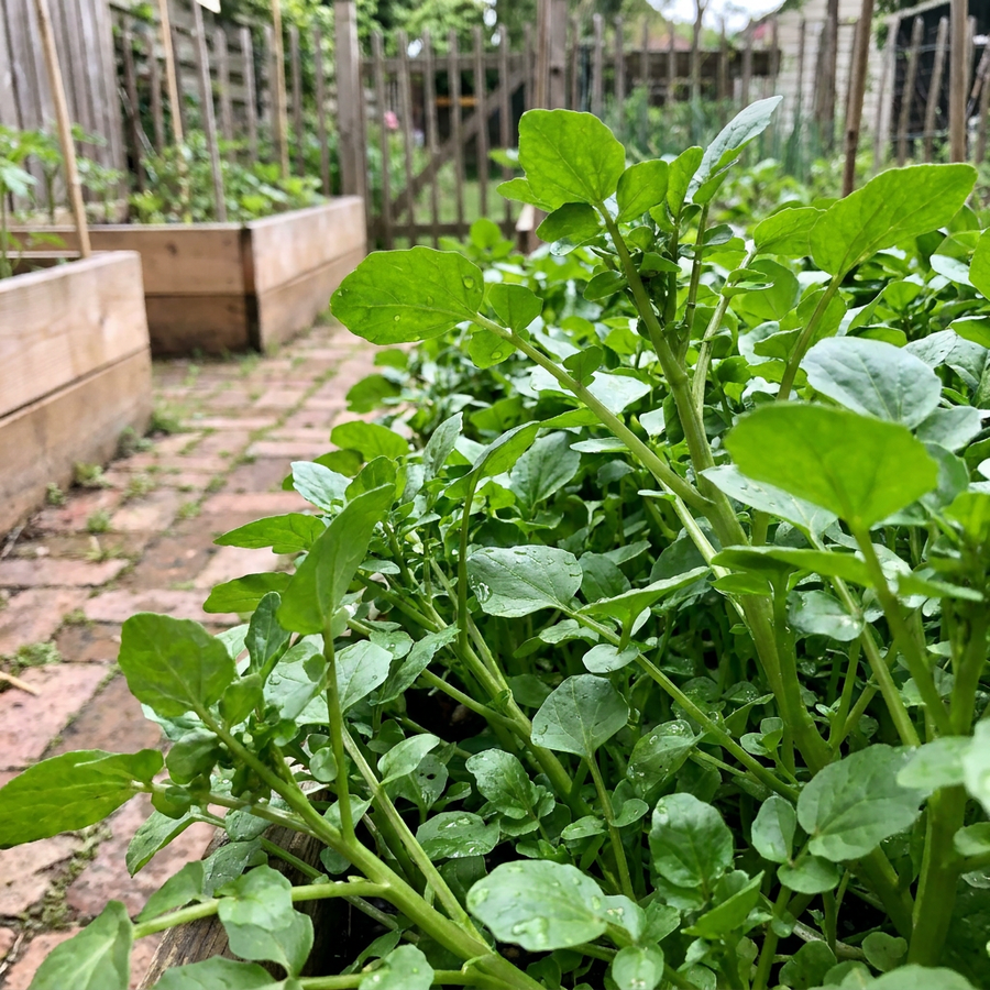 Watercress Seeds – Nasturtium officinale