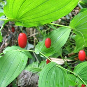 Watermelon Berry Seeds
