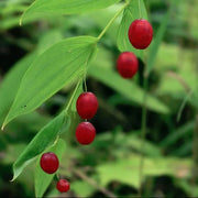Watermelon Berry Seeds