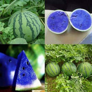 Blue Watermelon Seeds