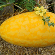 Gold in Gold Watermelon Seeds