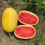 Golden Pioneer Hybrid Watermelon Seeds