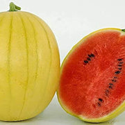 Golden Pioneer Hybrid Watermelon Seeds