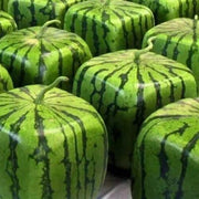 Square Watermelon Seeds