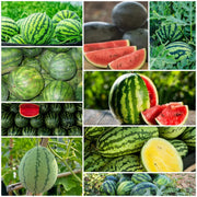 Watermelon Seeds - All In One For Home Gardens
