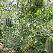 Watermelon Seeds - All In One For Home Gardens