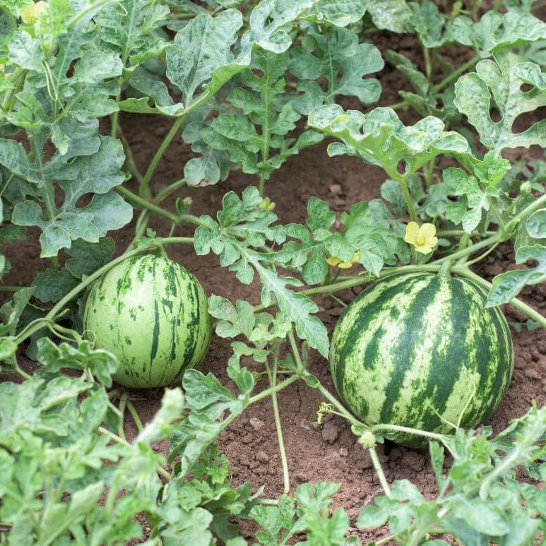 Watermelon Seeds - All In One For Home Gardens