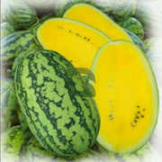 Yellow Watermelon Seeds