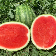 Seedless Watermelon Seeds