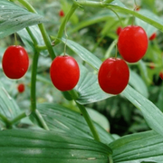 Watermelon Berry Seeds