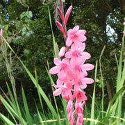 Wildflower Mix Watsonia Borbonica Seeds