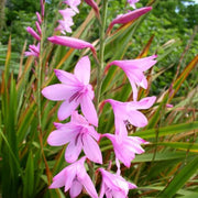 Wildflower Mix Watsonia Borbonica Seeds