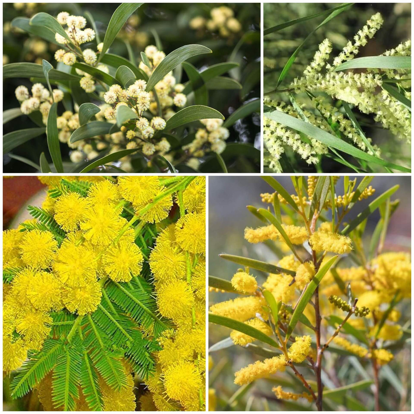 Wattle Seeds - All In One For Home Gardens