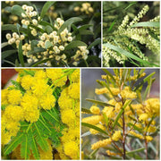 Wattle Seeds - All In One For Home Gardens