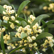 Wattle Seeds - All In One For Home Gardens